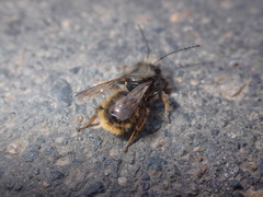 Osmia cornuta