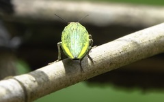 Chrysodema dalmanni