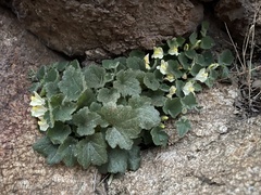 Asarina procumbens