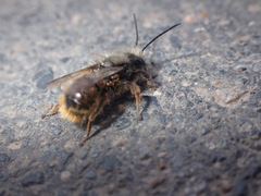 Osmia cornuta