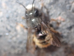 Osmia cornuta