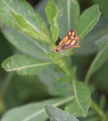 Taractrocera luzonensis