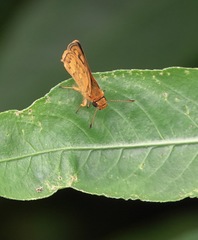 Taractrocera luzonensis