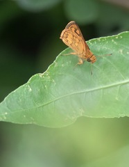 Taractrocera luzonensis
