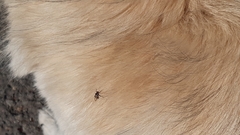 Hippoboscoidea
