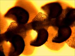 Frullania rostellata