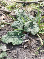 Arctium