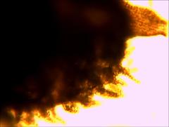 Frullania rostellata