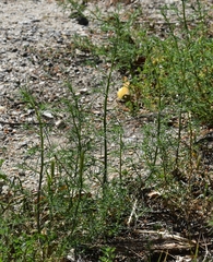Salsola kali ruthenica