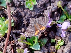 Archiearinae