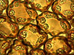 Frullania rostellata