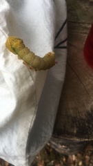 Othorene purpurascens