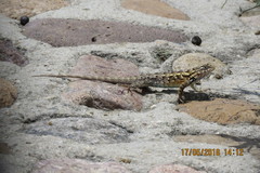 Sceloporus spinosus