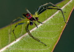 Lyssomanes antillanus