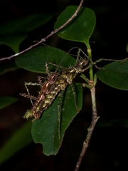 Brockphasma spinifemoralis