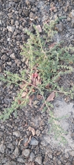 Suaeda vermiculata