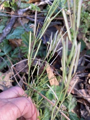 Cardamine parviflora