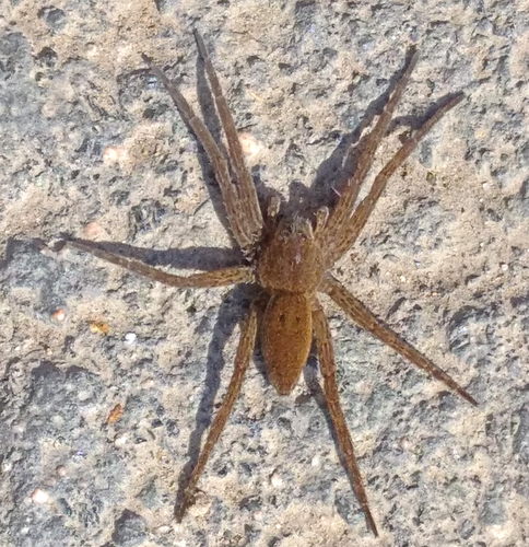 Fen raft spider