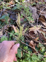 Cardamine parviflora