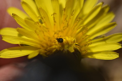 Aphis taraxacicola