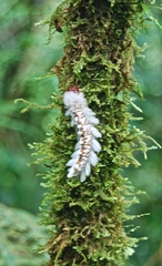 Neopreptos marathusa