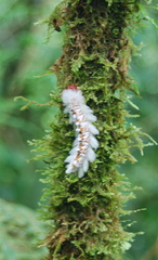 Neopreptos marathusa