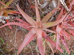 Aloe dawei