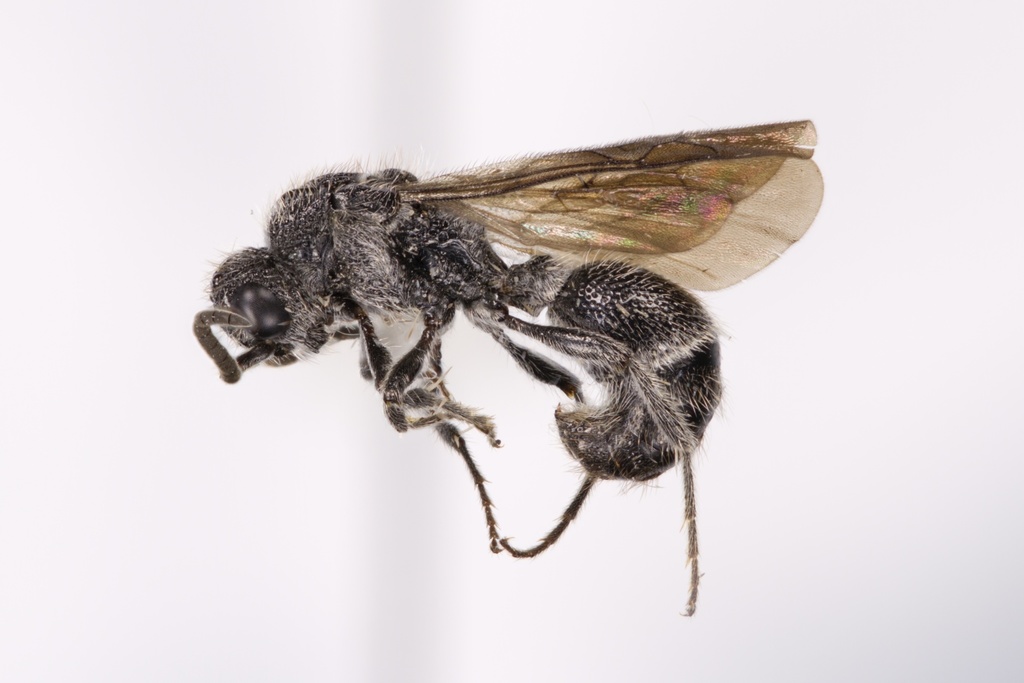 Ephuta spinifera