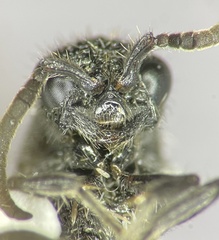 Ephuta spinifera