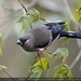 Taiwan Brown Bullfinch - Photo (c) 林孫鋒, some rights reserved (CC BY-SA), uploaded by 林孫鋒