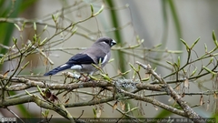 Pyrrhula nipalensis uchidai