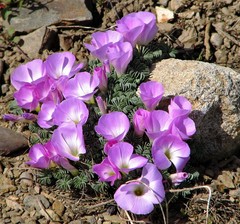 Oxalis adenophylla