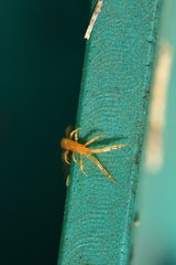 Cryptopidae