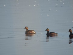 Podiceps nigricollis