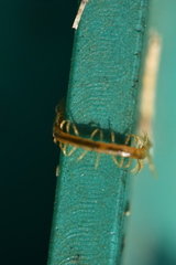 Cryptopidae