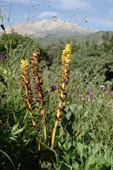 Orobanche ingens