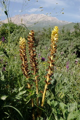 Orobanche ingens