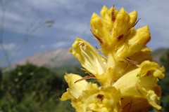Orobanche ingens