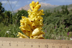Orobanche ingens