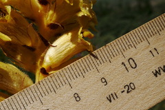 Orobanche ingens