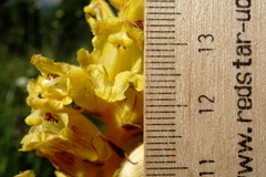 Orobanche ingens