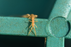 Cryptopidae