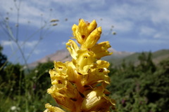 Orobanche ingens