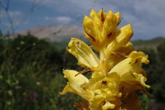Orobanche ingens