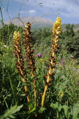 Orobanche ingens