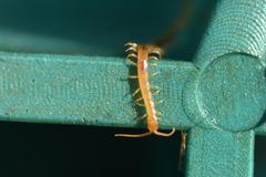 Cryptopidae