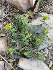 Euphorbia fragifera