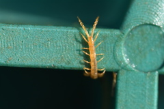 Cryptopidae