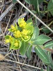 Euphorbia fragifera