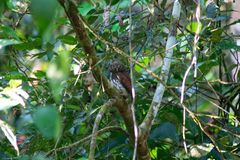 Glaucidium castanotum